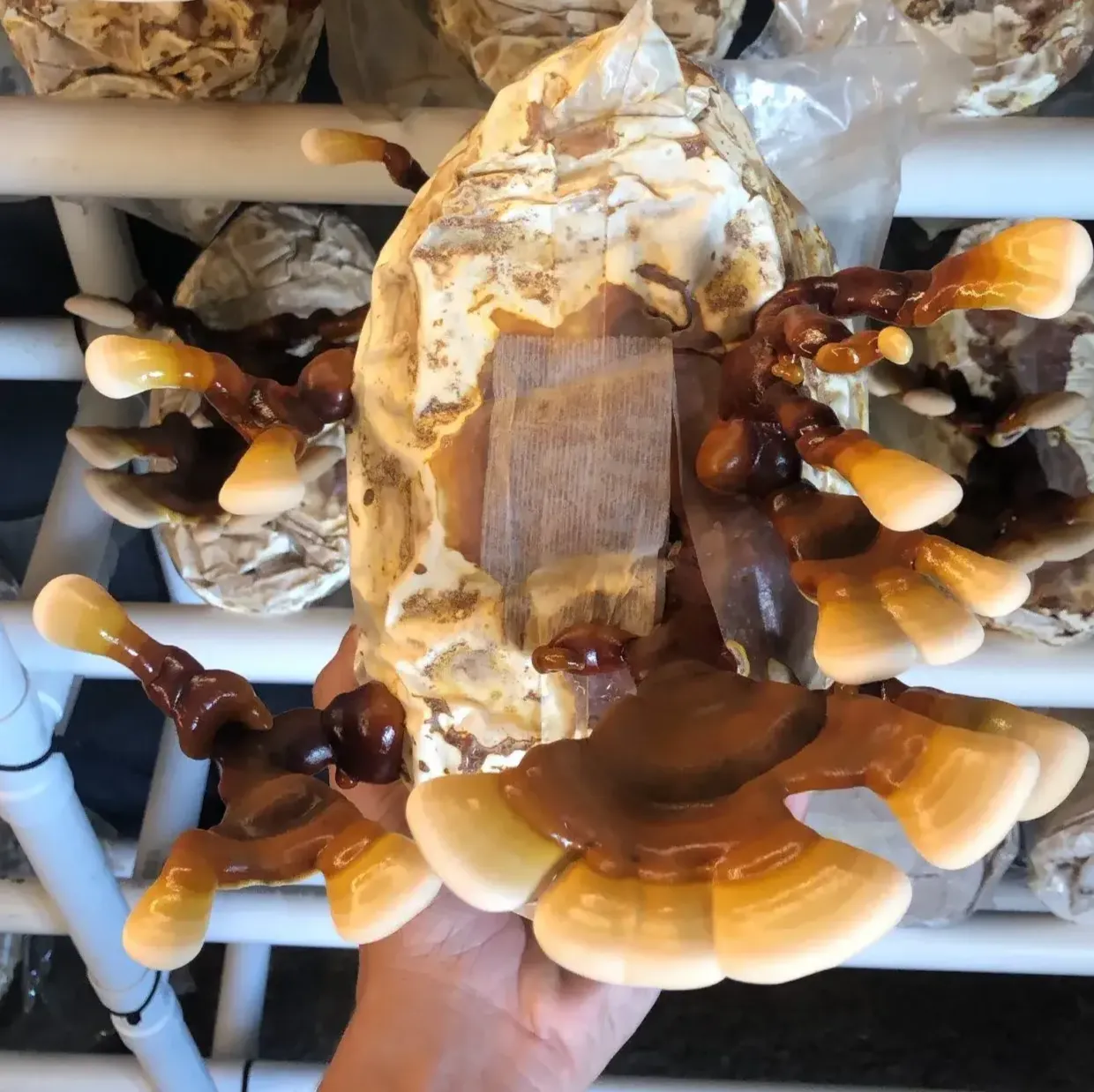 52C229F5-952E-4C05-B3D6-B440276B3598 2