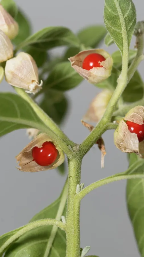 Doble extracto de Ashwagandha 50ml - Imagen 2