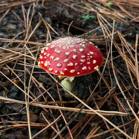 BD6A8945-7F4B-450E-BE47-4C19FC36C1A3