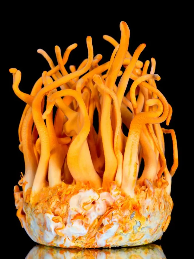 BLEND Melena de León y Cordyceps - Imagen 3