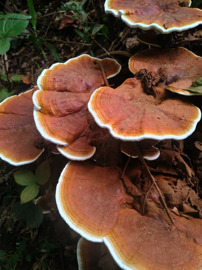 Pack 3 extractos - Reishi, Cordyceps y Melena de León - Imagen 2